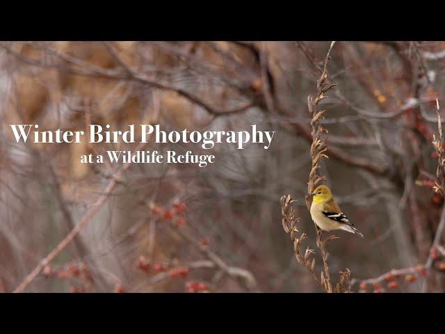 Winter Bird Photography at a Wildlife Refuge