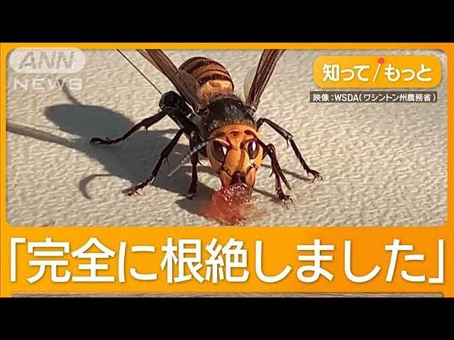 オオスズメバチ根絶を宣言「侵略的外来種」5年がかり　小型発信器で巣突き止め　米国【知ってもっと】【グッド！モーニング】(2024年12月26日)