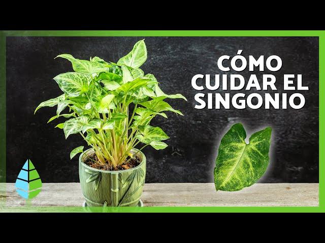 CUIDADOS del SINGONIO 🪴 | Riego, Luz, Sustrato y Cómo REPRODUCIR el Singonio