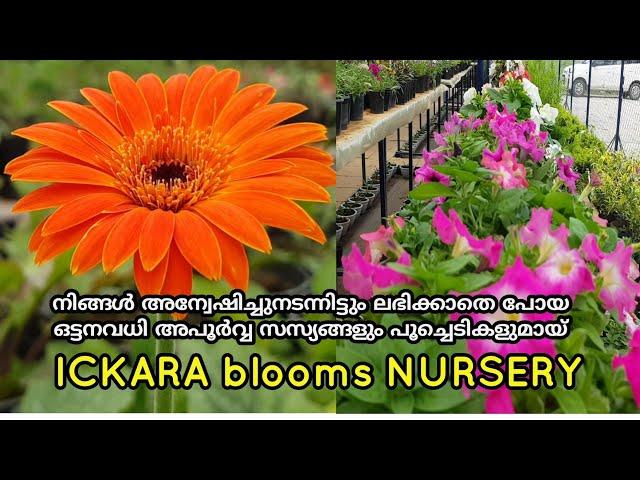 ickara blooms nursery | wayanad beautiful gardens | wayanadan kazhchakal