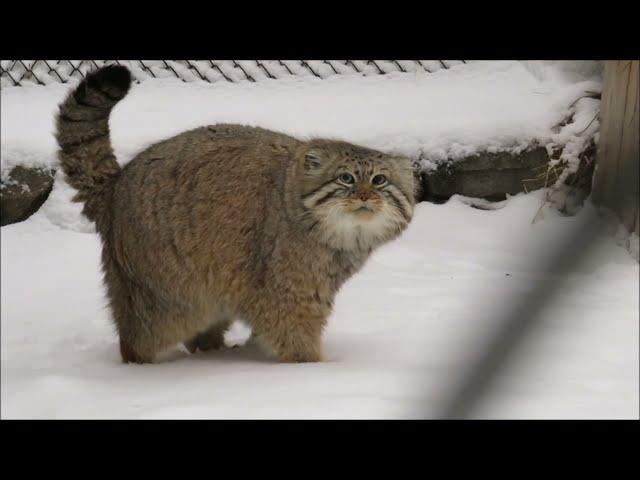 Самый общительный манул приготовился к зиме 07.12.2021