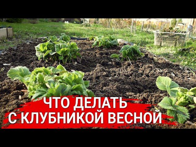 Что делать с клубникой весной