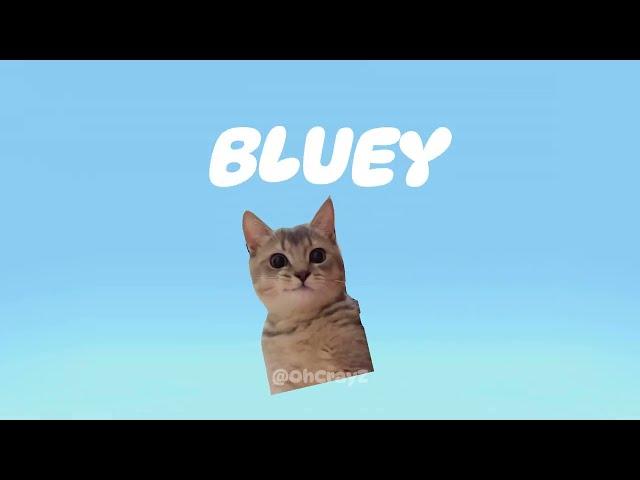 CAT MEMES: BLUEY INTRO BUT ITS CATS