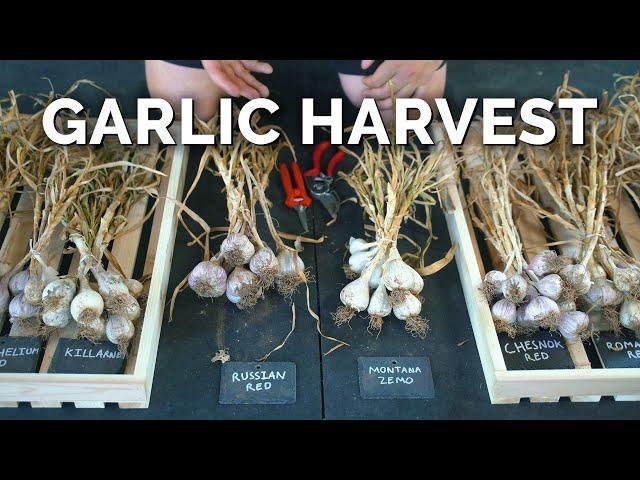 How to Grow Garlic | Garlic Scapes, Harvesting, & Curing (Part 3)