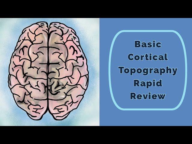 Cortical Topography Rapid Review