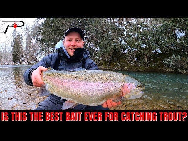 Is This the Best Bait Trout Bait Ever?