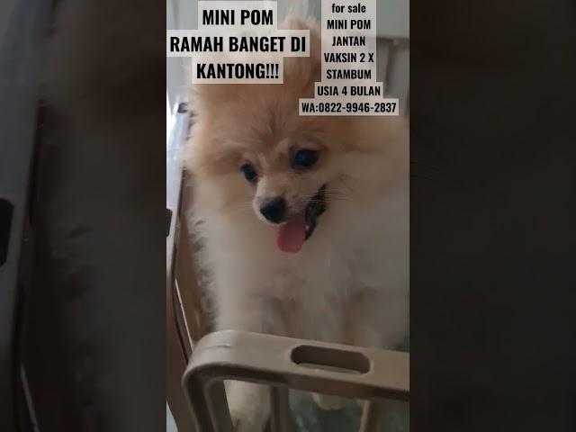 JUAL ANJING MINI POM RAMAH DI KANTONG#jualanjing#jualminipom