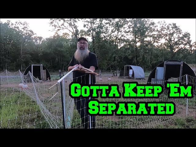 Gotta Keep 'Em Separated | Rain Softens Ground | Arkansas homestead chicken breeding electric fence