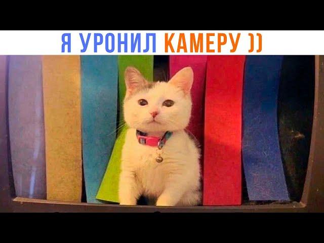 ИЗВИНИТЕ, ЭФИРА НЕ БУДЕТ ))) | Приколы с котами | Мемозг 1414