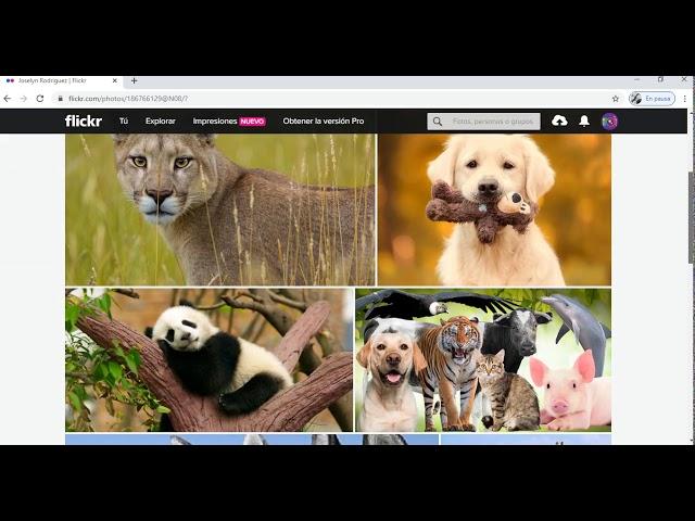 FLICKR QUE ES Y COMO FUNCIONA
