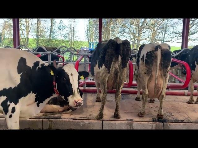 Our Flexible Cow Stalls | Hybrid Flex Cubicles | Condon Engineering