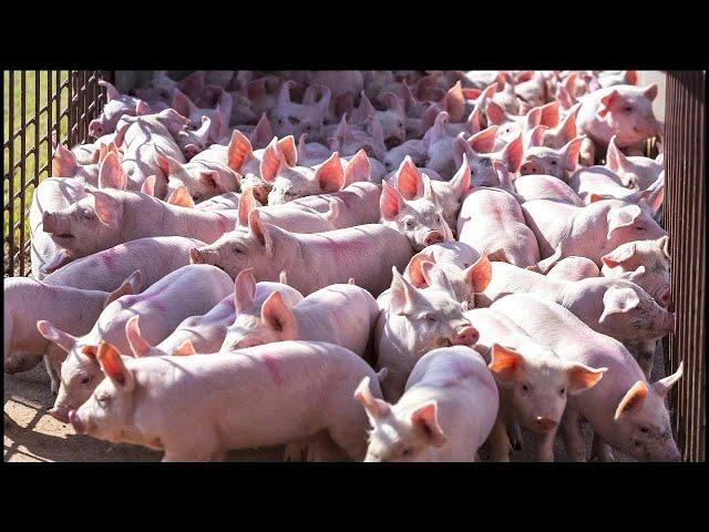 How Farmers Raise Millions of Pigs - Modern Pig Farms