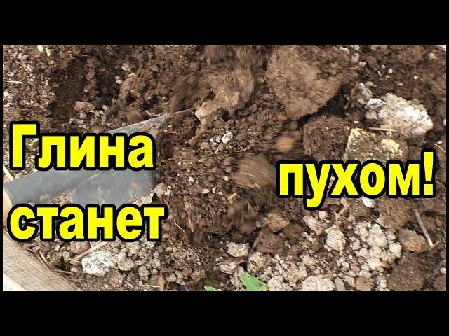 Глина станет как пух! Личный опыт как разрыхлить тяжелую почву.