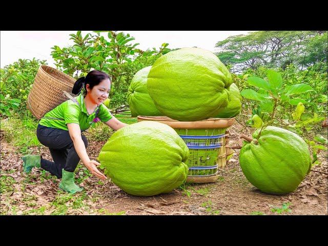 Harvesting Giant Guava ( Gift of Nature )  Goes to market sell | Minh Daily Harvesting