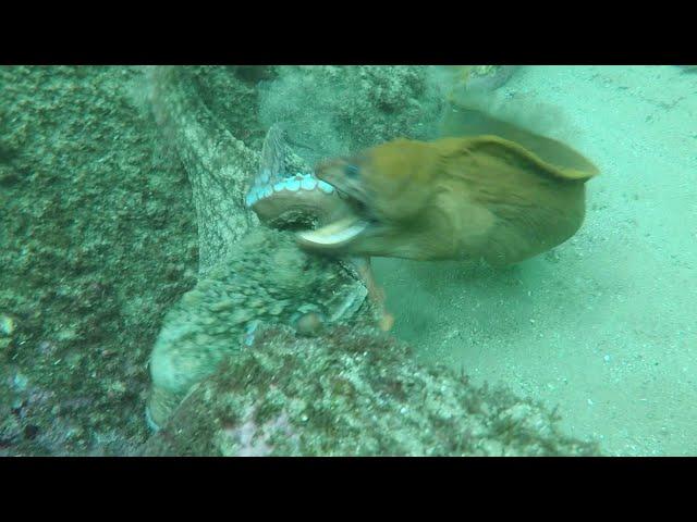 Moray Eel VS  Octopus