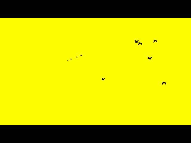 Background loop - Group of birds flying (Green Screen Chroma keyer )