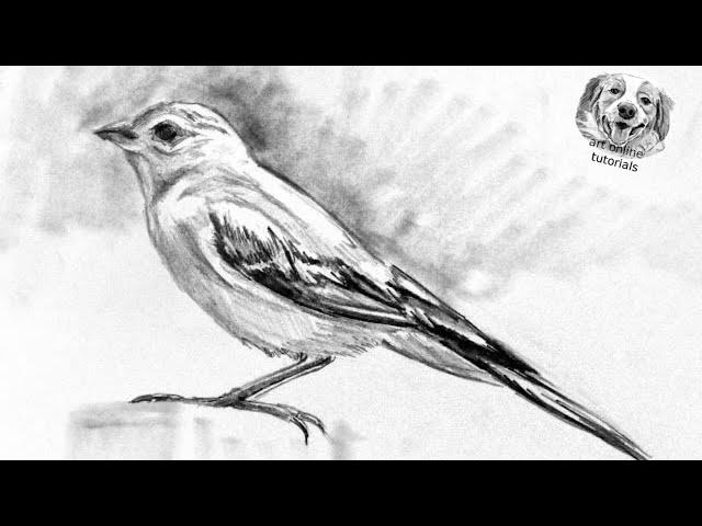 How to Draw a Bird with Pencil Very Easy adn Step by Step