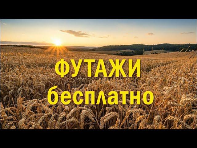 Поле, пшеница зреет, птички поют, стрекочут кузнечики, жужжат насекомые...