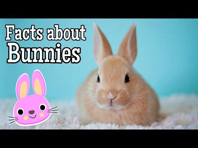 Facts about Bunnies for Kids