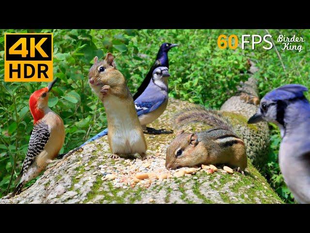 Cat TV for Cats to Watch  Funny Chipmunks Birds Squirrels  8 Hours 4K HDR 60FPS