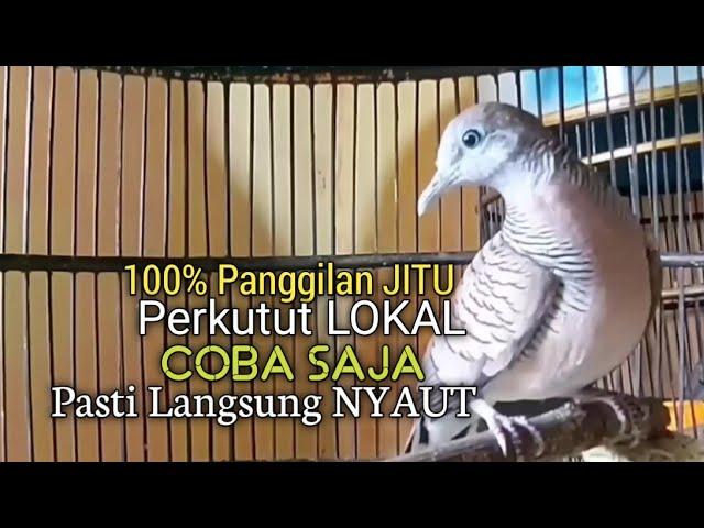 Perkutut Lokal GACOR suara Besar Ampuh memanggil Lawan EMOSI MANGGUNG PANCINGAN PERKUTUT LOKAL