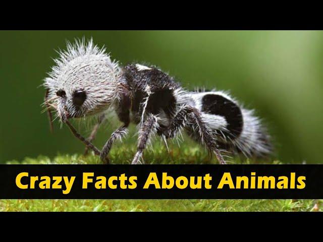 Crazy Facts About Animals  | Amazing Facts | Random Facts | Mind Blowing Facts in Hindi #Shorts