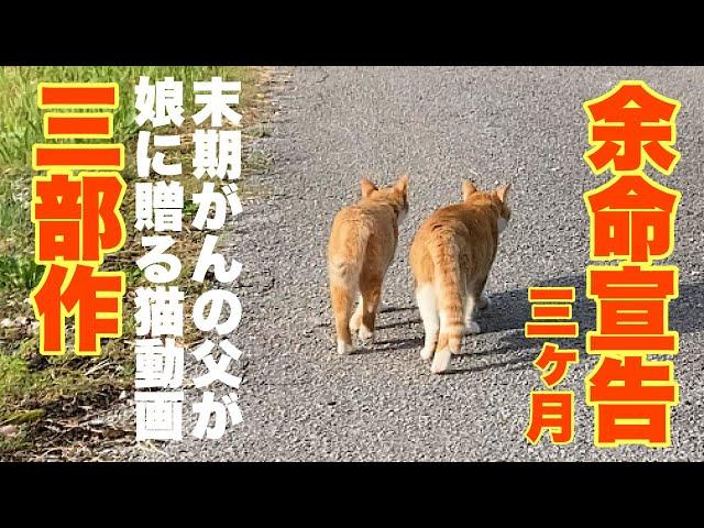 The story of an old man and two cats  [Japanese cat]