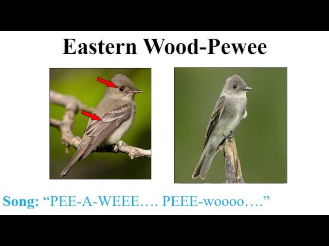 CEAP birds - flycatchers, vireos, and thrushes