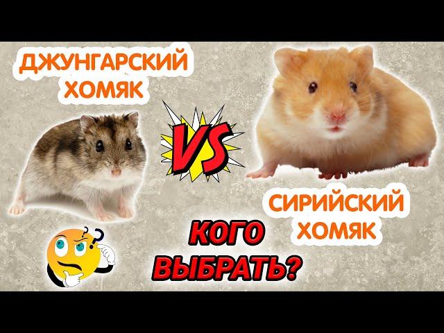 Сирийский хомяк или джунгарский – какой лучше? Какого хомяка выбрать