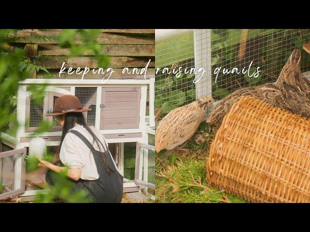 #87 Keeping & Raising Quails for Eggs | Countryside Life