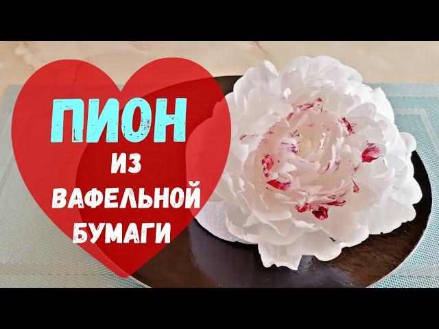 Пион из вафельной бумаги / Waffle paper peony