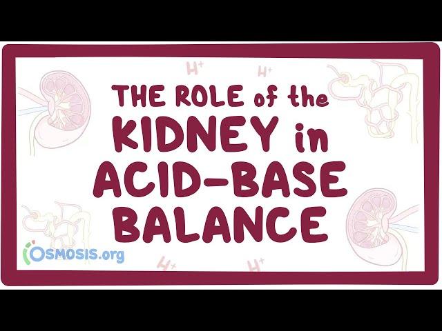 The role of the kidney in acid-base balance - renal physiology