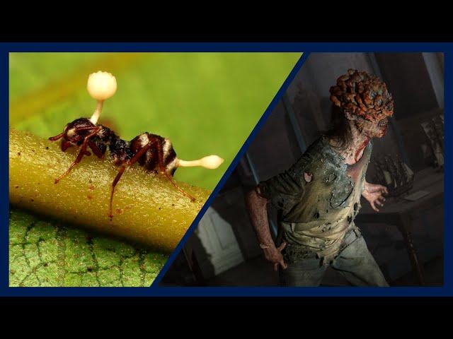 Cordyceps, Zombies and Fungal Infections - Doctor Explains the Science Behind "The Last of Us"