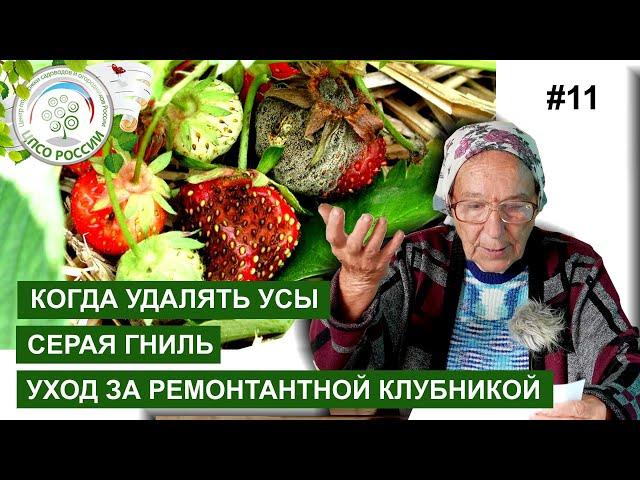 Гниль клубники. Горькая, кислая ягода. Советы по уходу за клубникой.