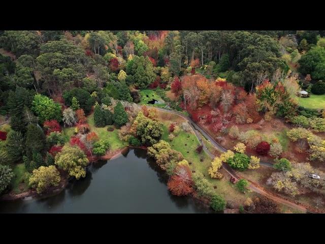 Adelaide Hills in Autumn - Mt Lofty Botanic Gardens in 4K