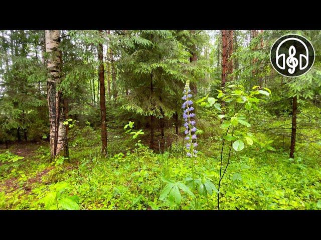 Beautiful morning summer forest after rain. Soothing birdsong for sleep.