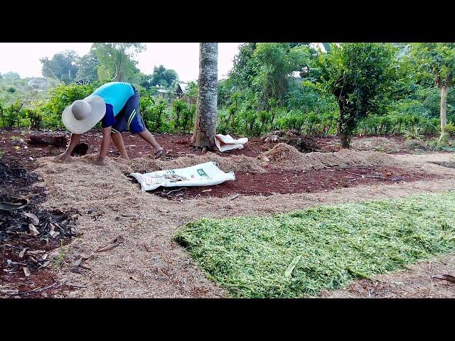 Membuat Mulsa Selalu Basah Adem Untuk Tanaman