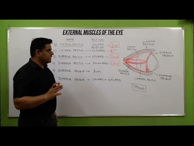 External muscles of eye | Extraocular Muscles | Eye Anatomy | Muscles of eye | Origin & Insertion |