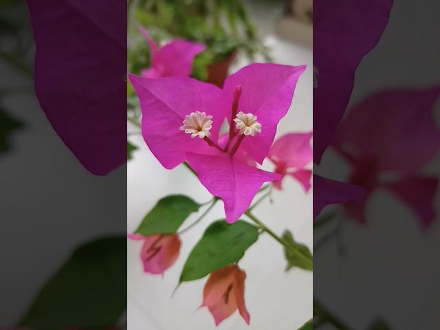 Flowering pink and orange Bougainville dual colour