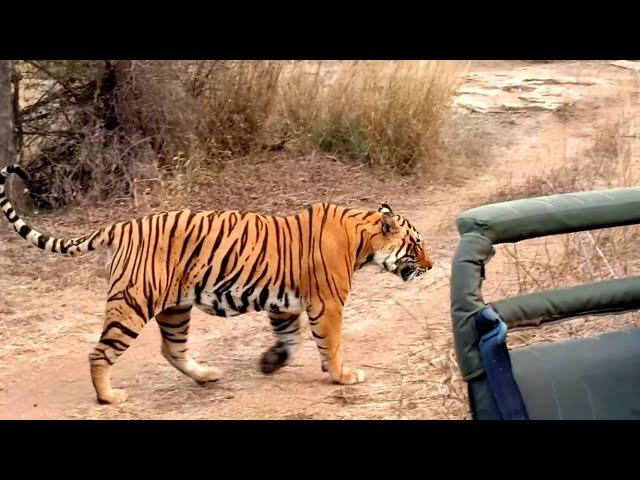 Male Tiger T112 trying to hunt in zone 5 of Ranthambore National Park