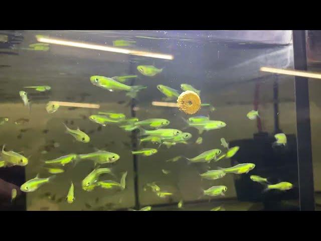 Check out these Neon Green Rasbora!