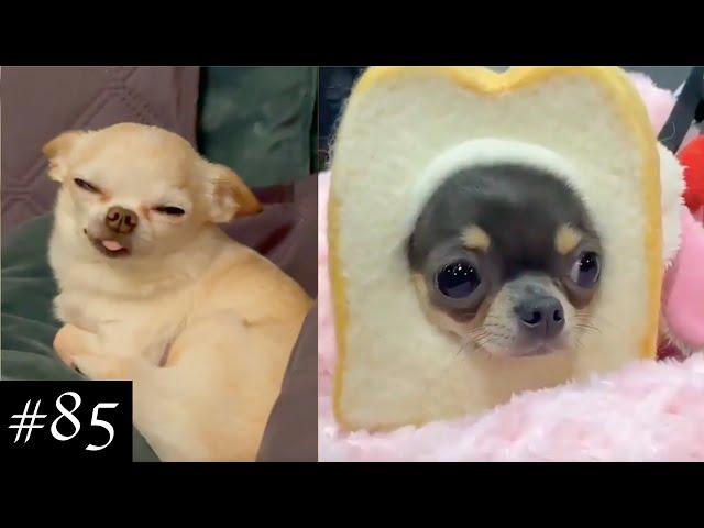 Funny and Cute Chihuahuas ️ | FunMomy