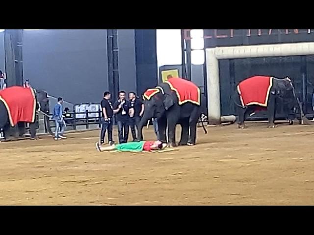 Thailand elephant massages the patient then dancing