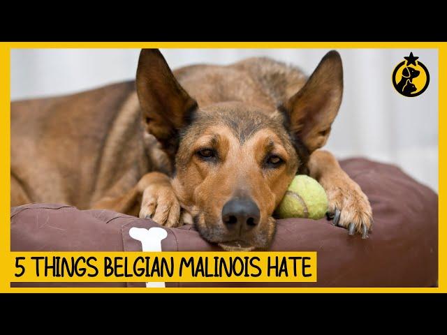 5 Things Belgian Malinois Hate That You Should Avoid