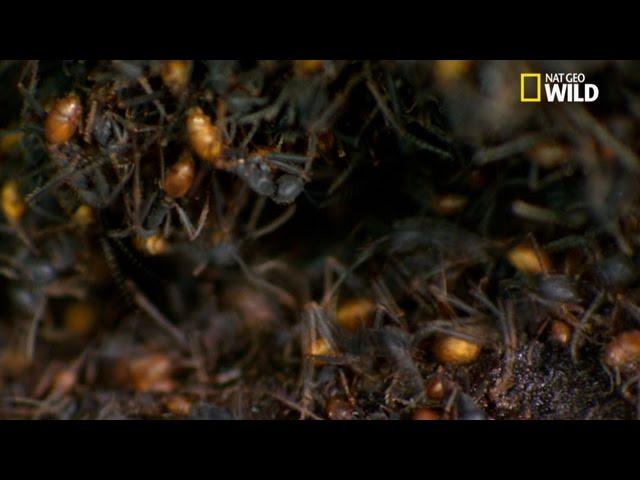 L'incroyable "nid" des fourmis légionnaires