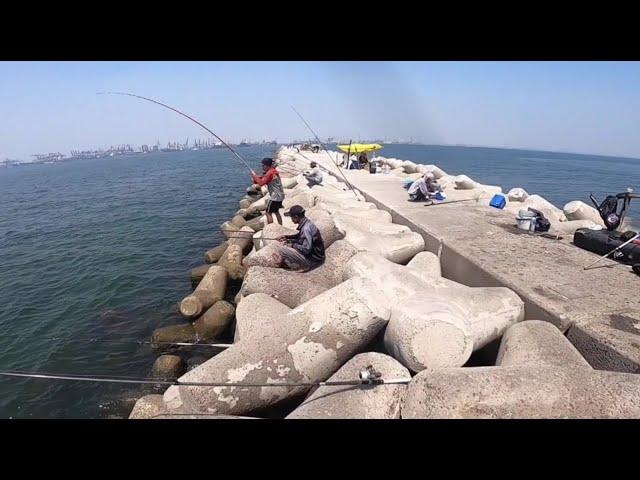 Heboh pisan ‼️ Musim yang di tunggu pemancing || batrean dam ijo tanjung priok