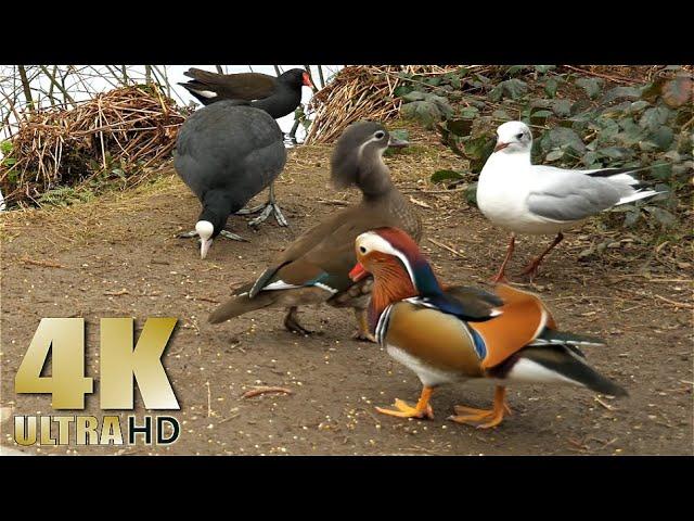 Feeding the Ducks Geese and Swans in the Park -  Nature Relaxation Video