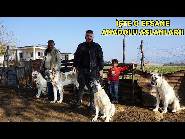 Boz Çoban Köpeği,Kangal ve Malaklı KURT'DAN DAHA MI GÜÇLÜ? İŞTE CEVABI