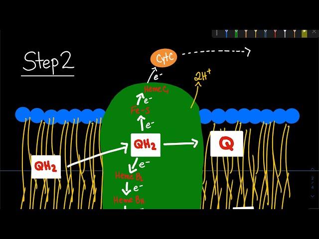 The Q (Quinol) Cycle in the Electron Transport Chain | Biochemistry