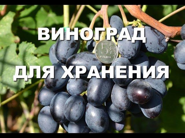 Какой виноград можно долго хранить